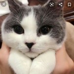 Максим Гутковський