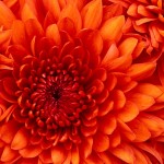 Віталіна Савицька